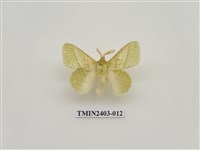 藏品(青黃枯葉蛾)的圖片